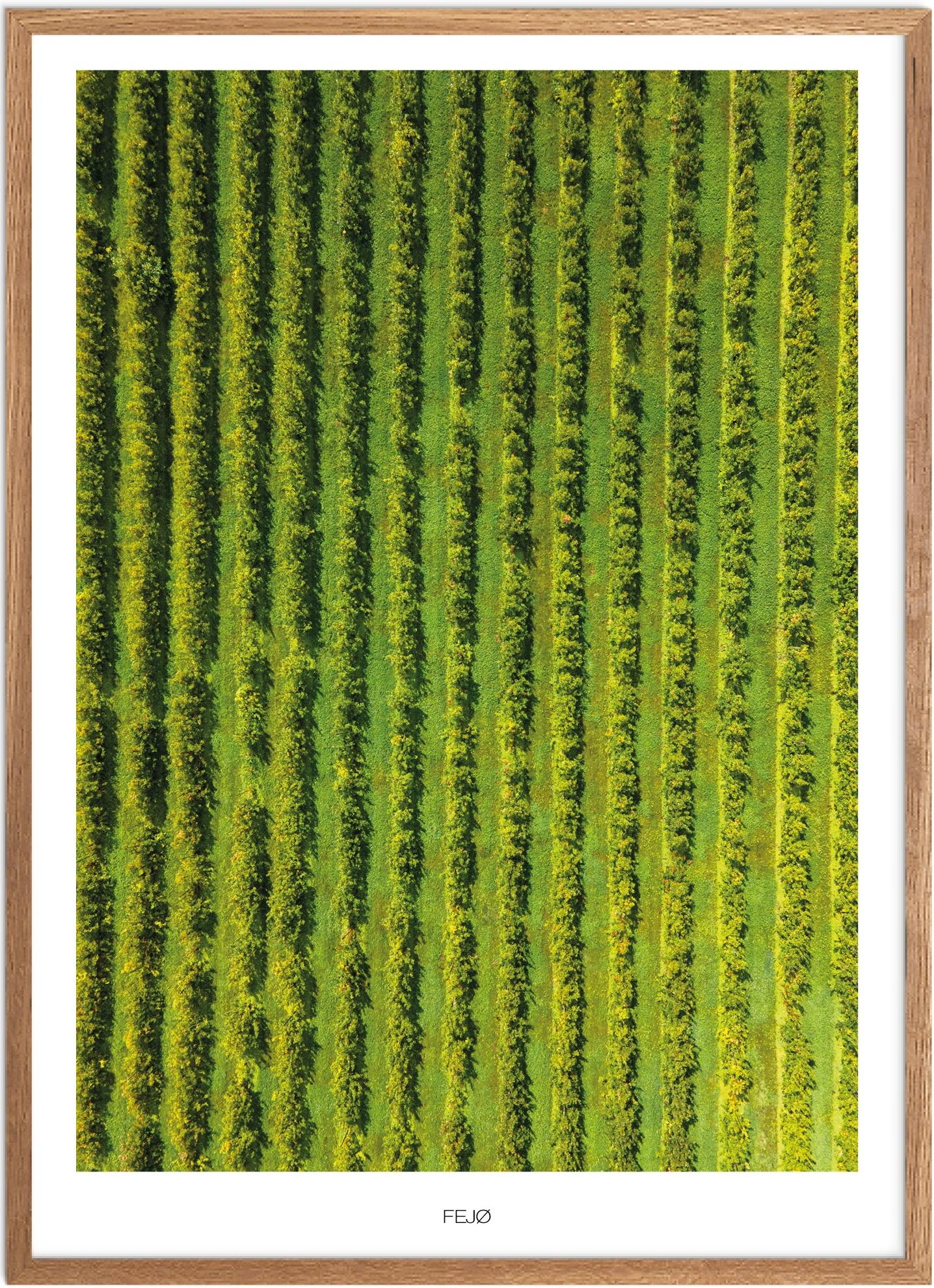 Plakat af Fejø | Naturplakat med Æbleplantager