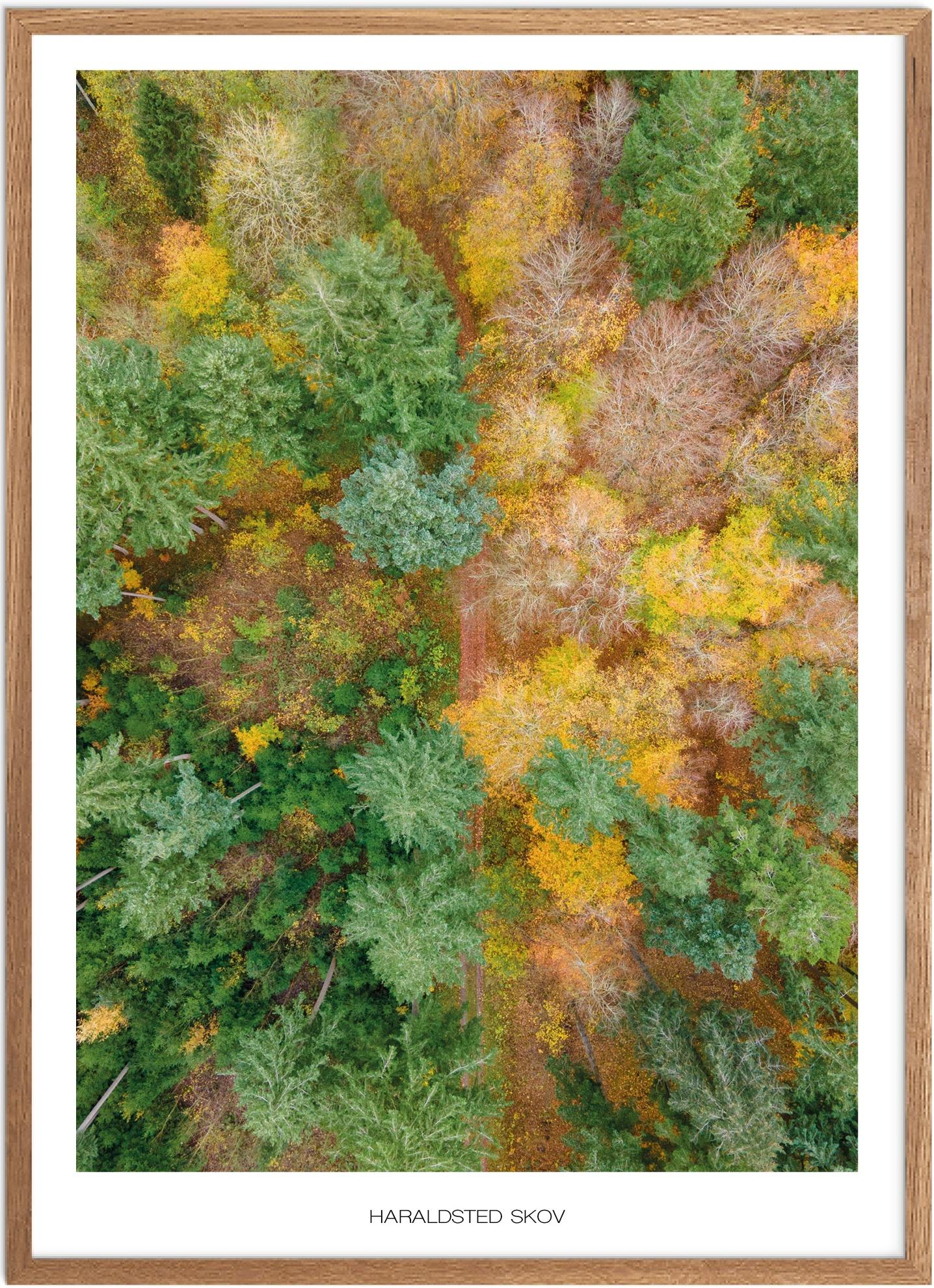 Plakat af Haraldsted Skov | Naturplakat til hjemmet