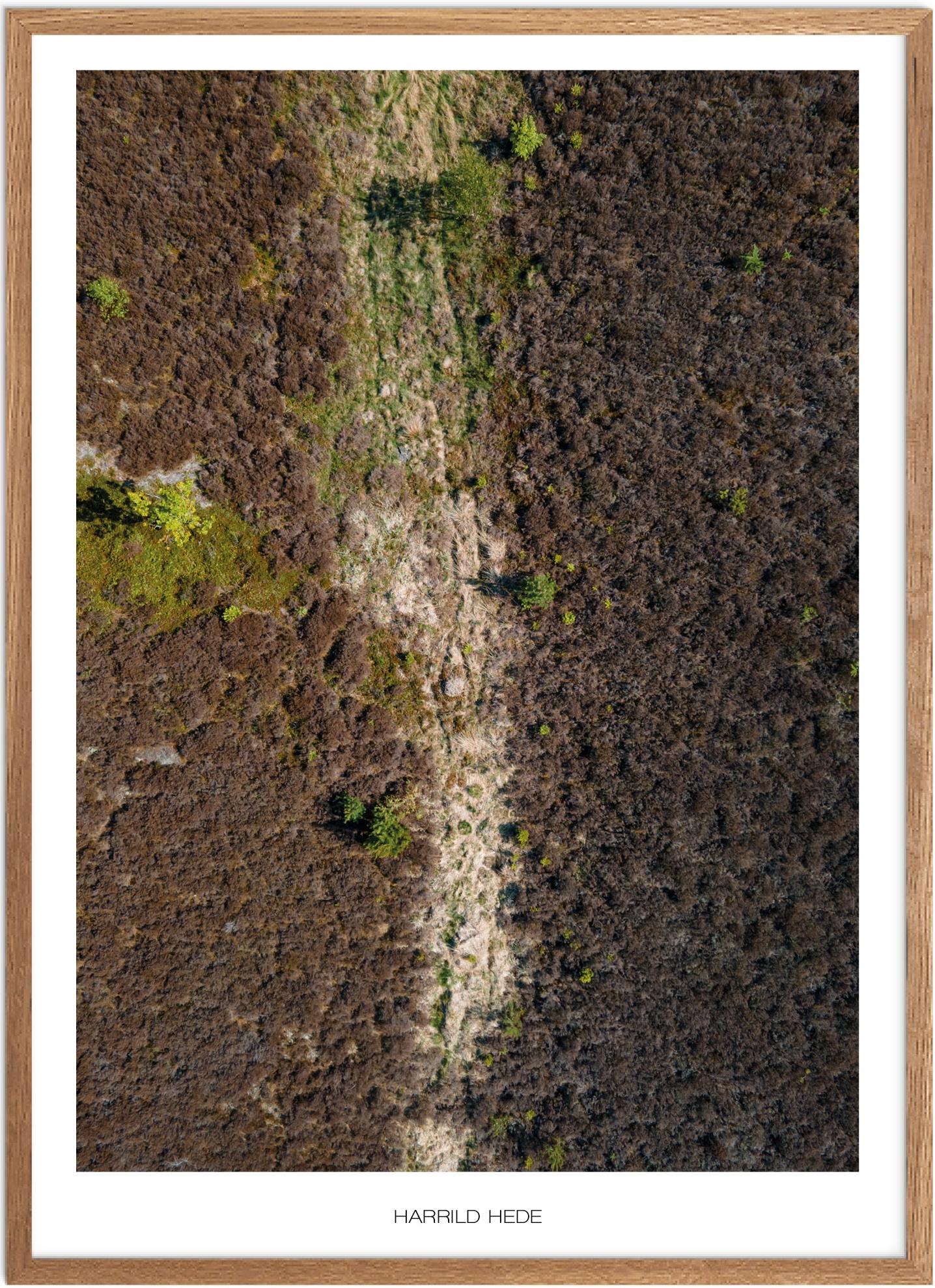 Plakat af Harrild Hede | Smuk Naturplakat til Væggen