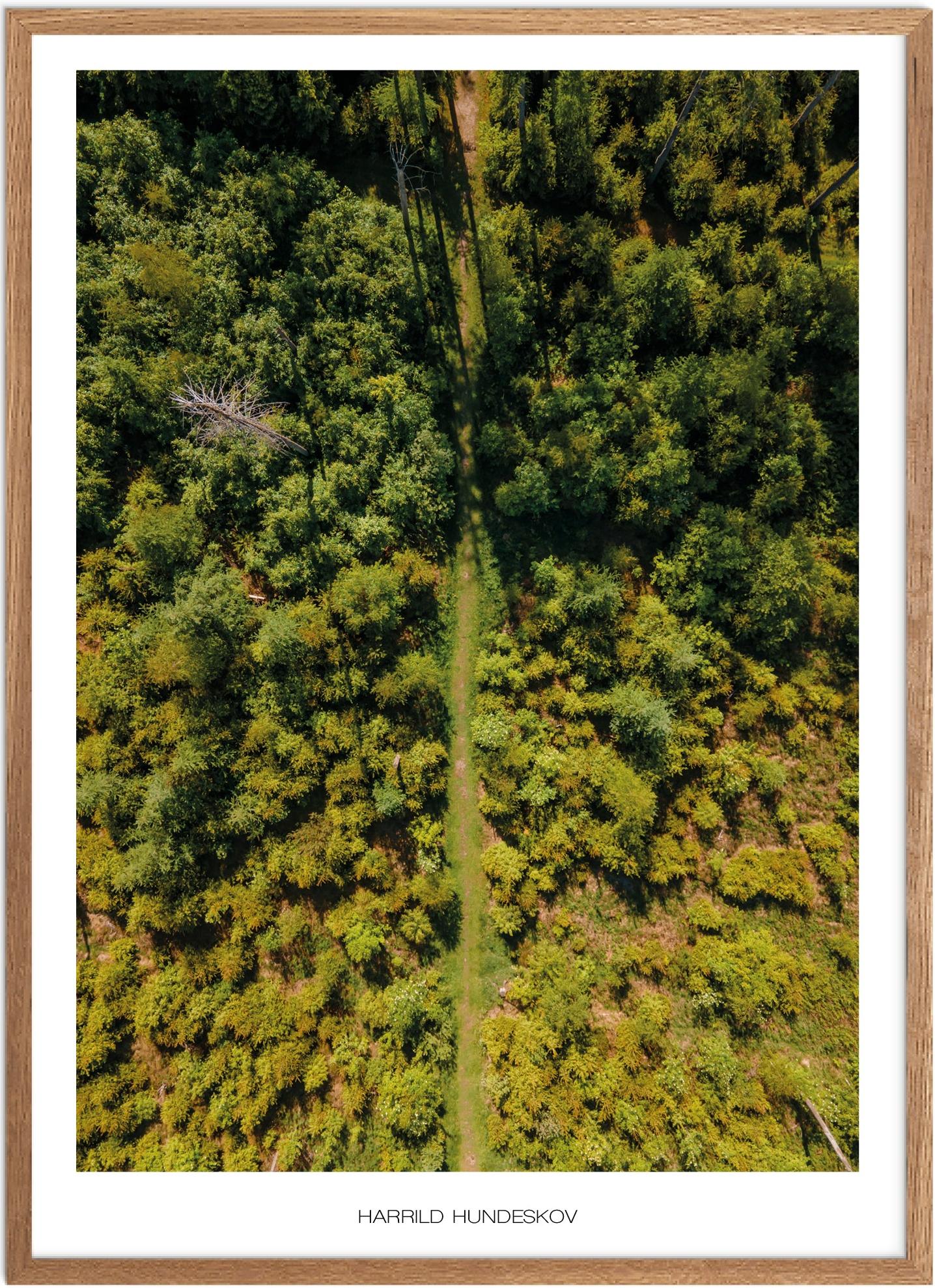 Harrild Hundeskov Plakat | Naturplakat til hjemmet