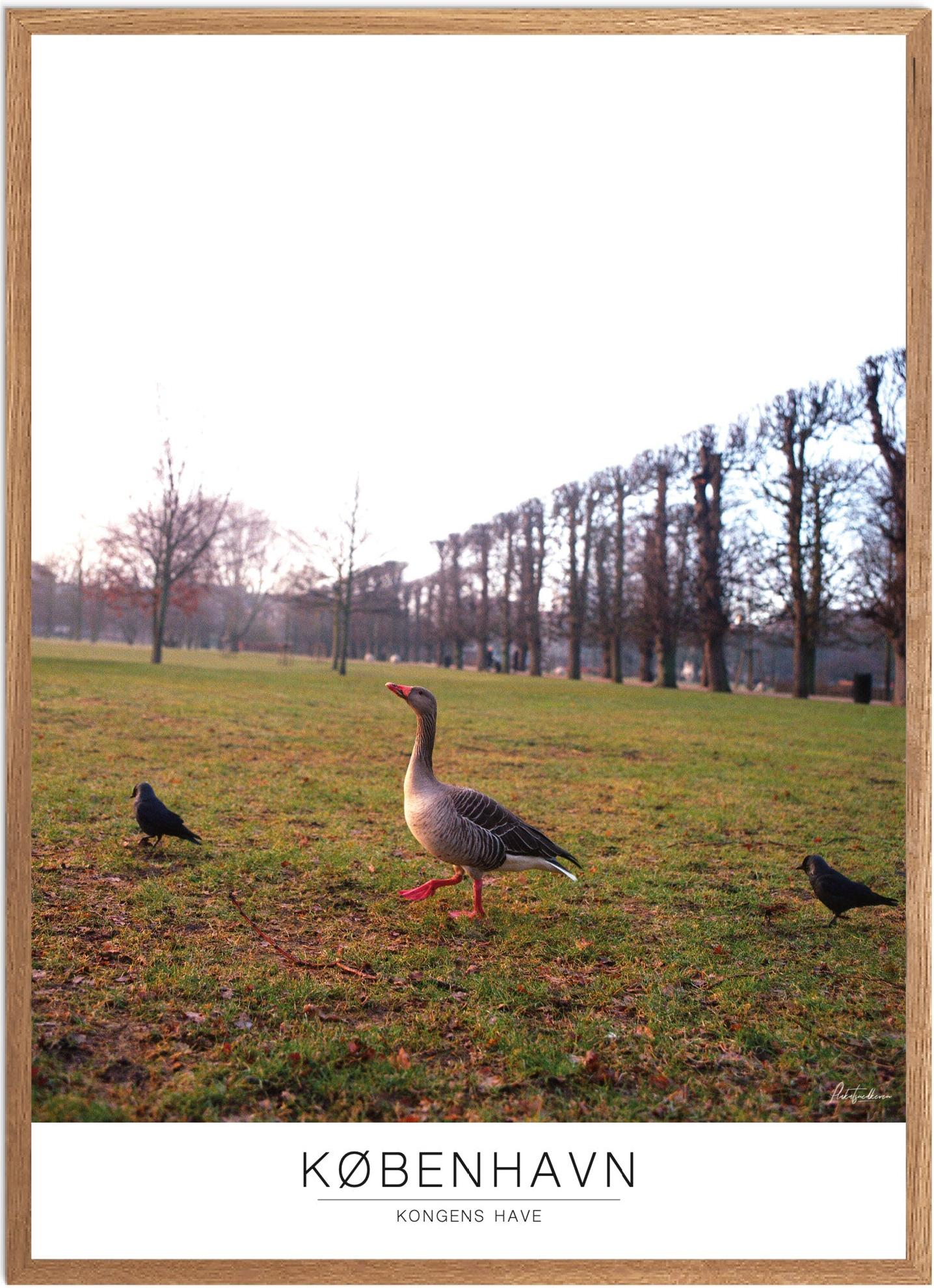 Plakat af Kongens Have | Naturplakat til indretning