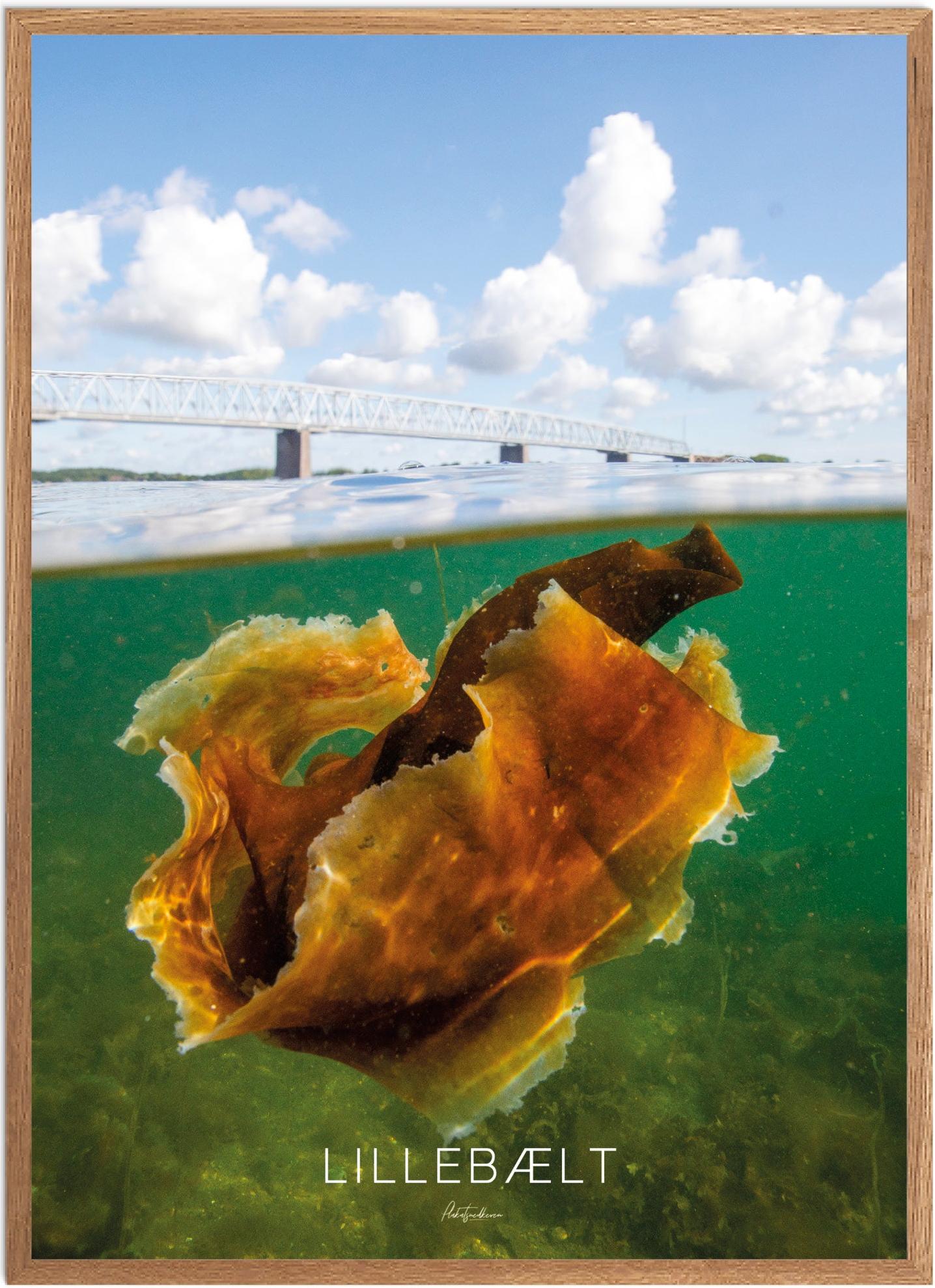 Lillebælt Naturplakat - Smuk udsigt til broen