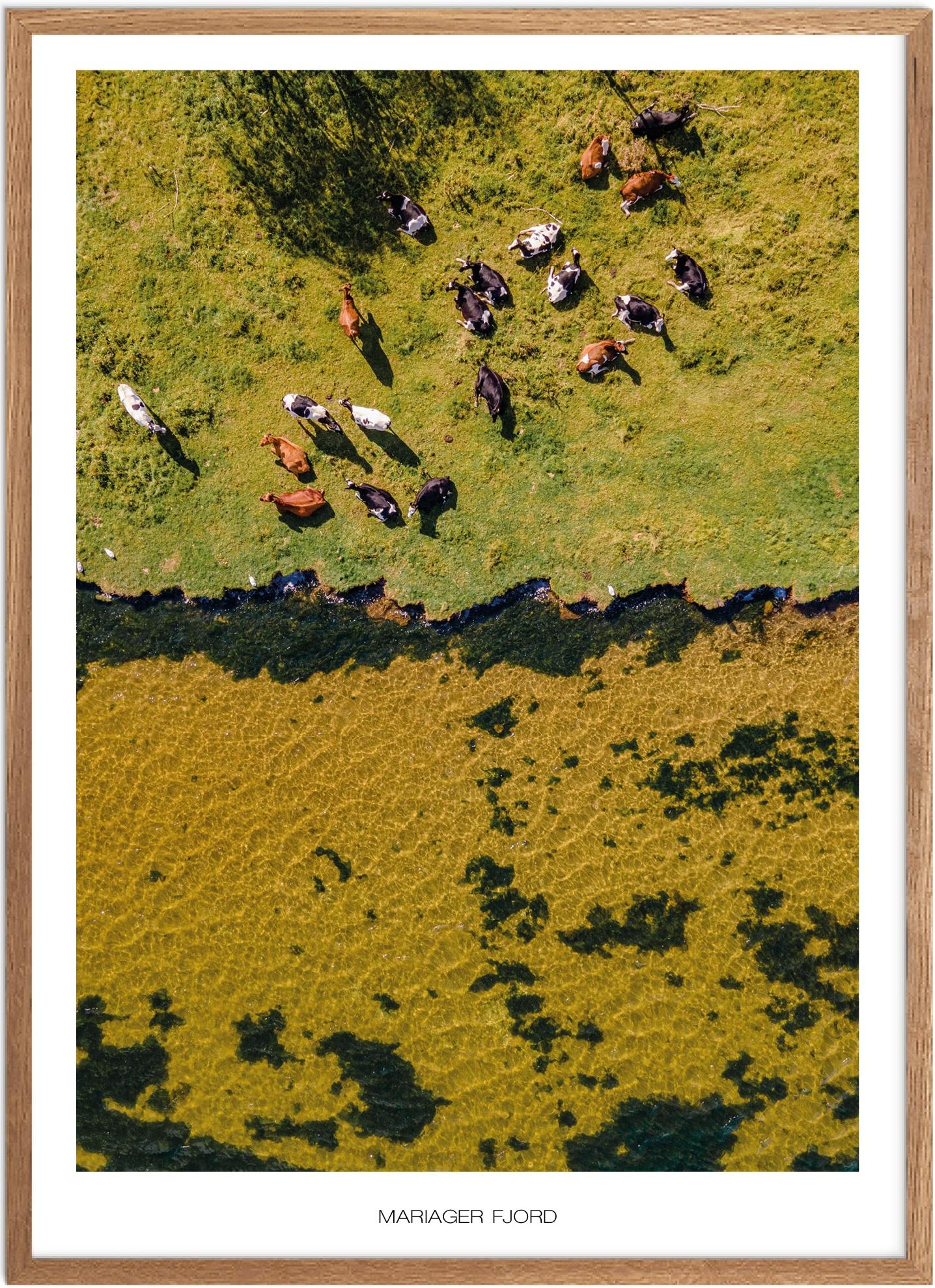 Plakat af Mariager Fjord | Smuk Naturplakat fra Nordjylland