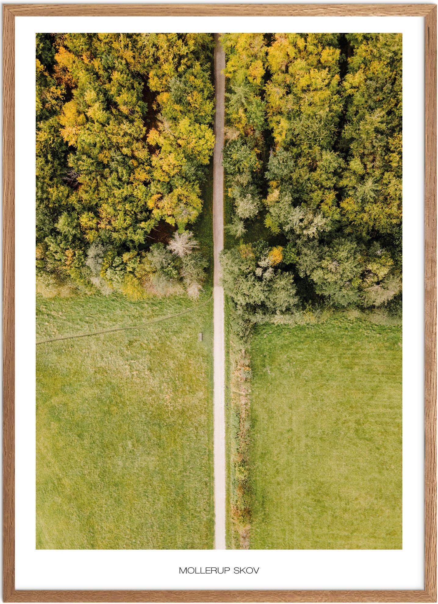 Mollerup Skov Plakat | Naturplakat fra Plakatsnedkeren