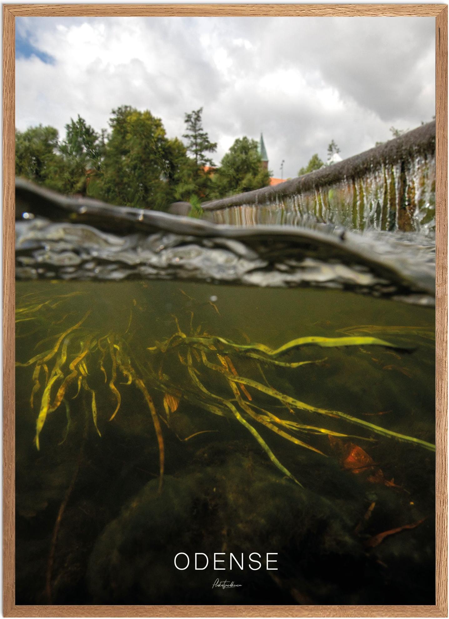 Plakat Odense | Naturplakat fra Plakatsnedkeren