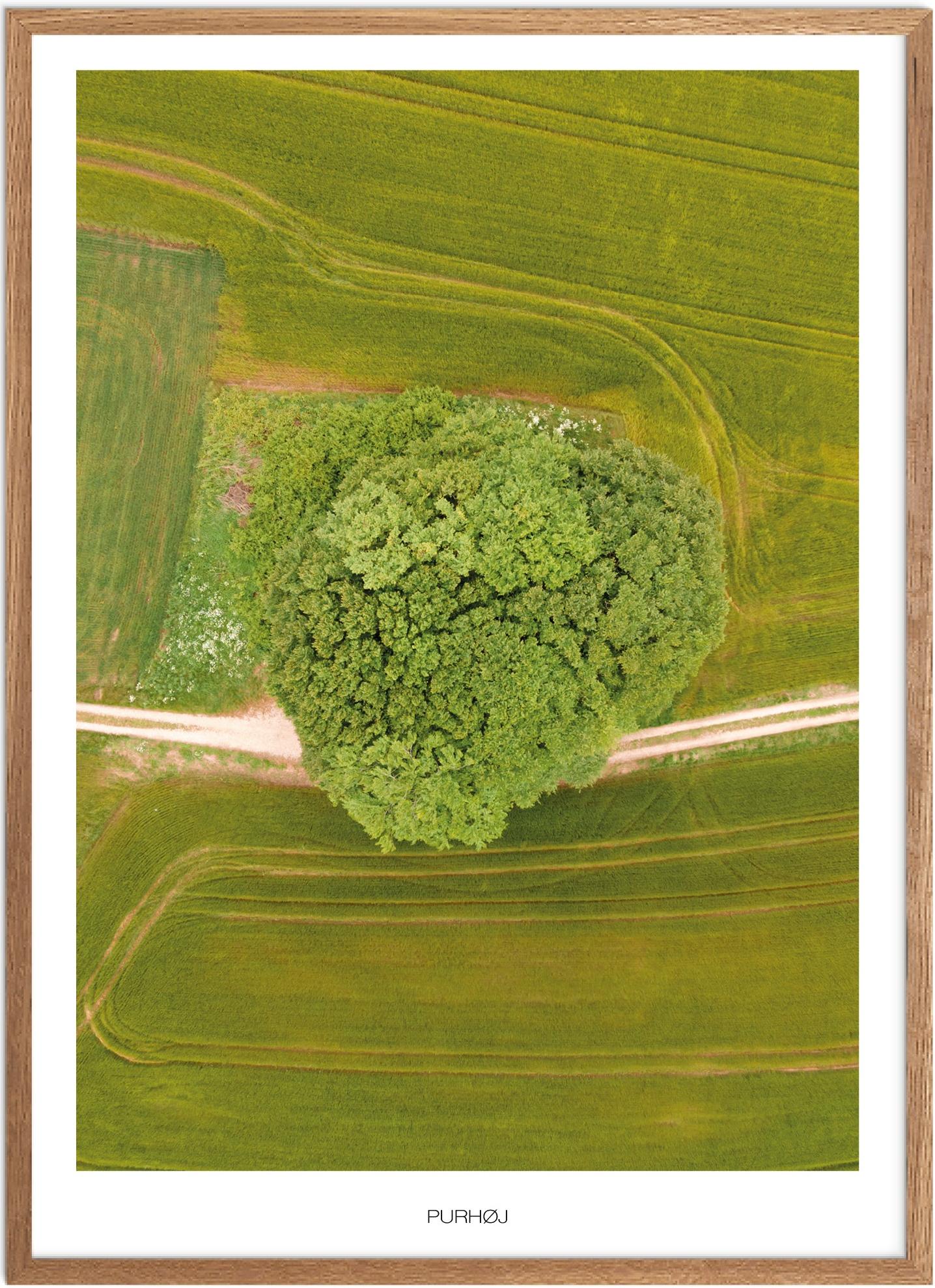 Plakat af Purhøj - Naturplakat fra Østjylland