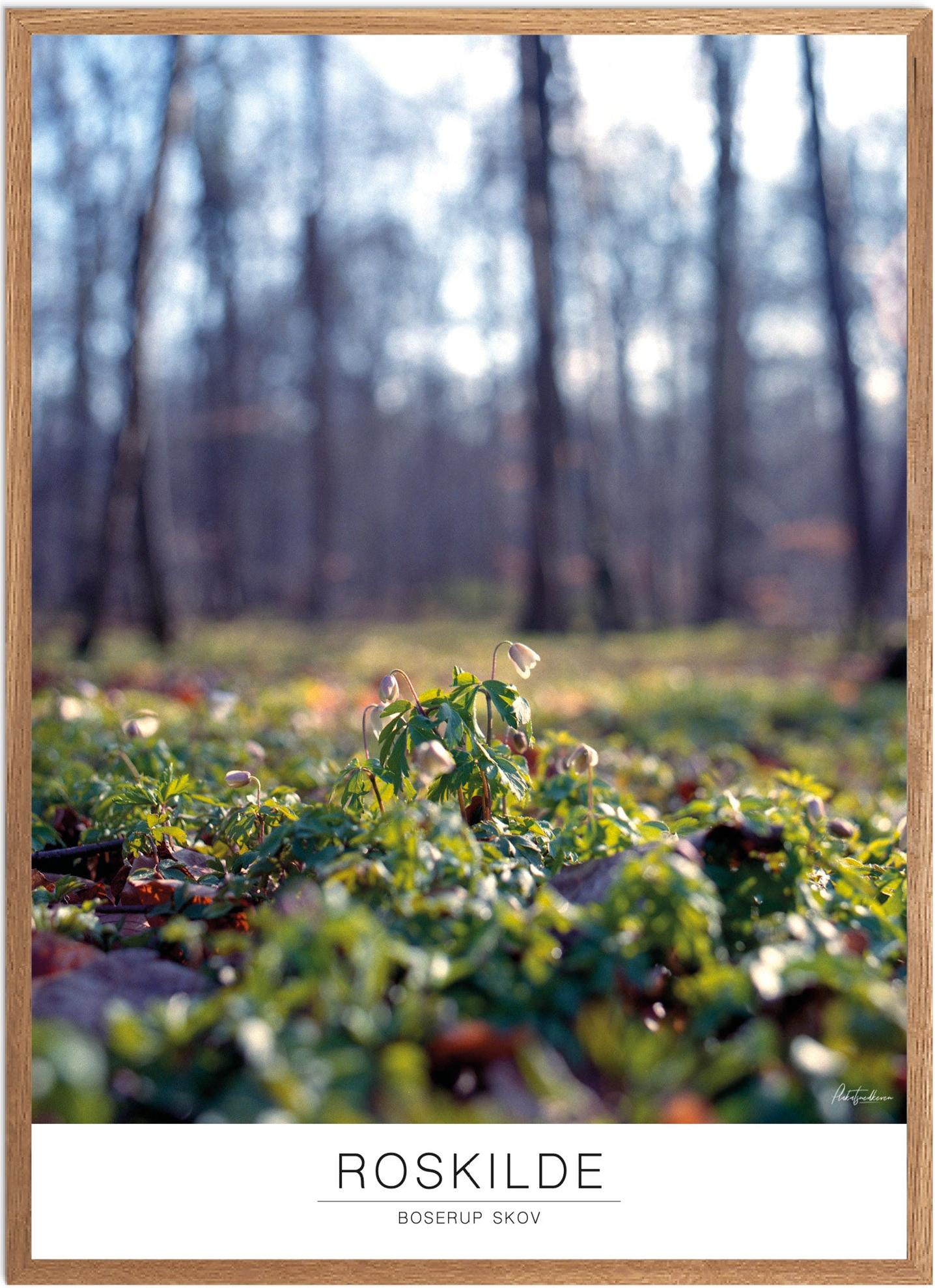 Boserup Skov Plakat | Smuk Naturplakat til Dit Hjem