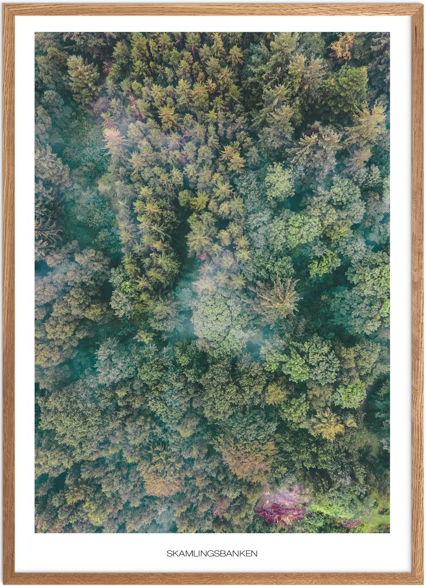 Plakat af Skamlingsbanken Skov | Naturmotiv fra Sydjylland