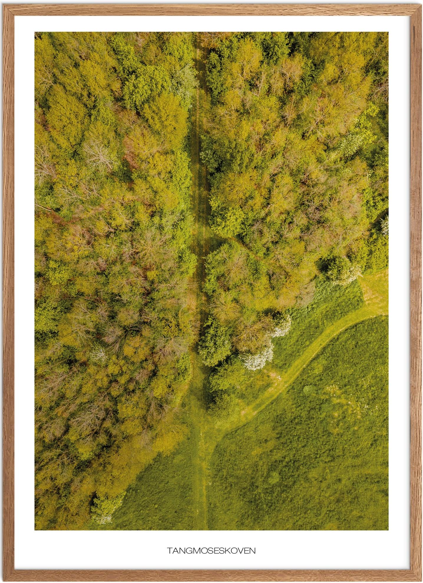Plakat af Tangmoseskoven | Naturplakat til hjemmet