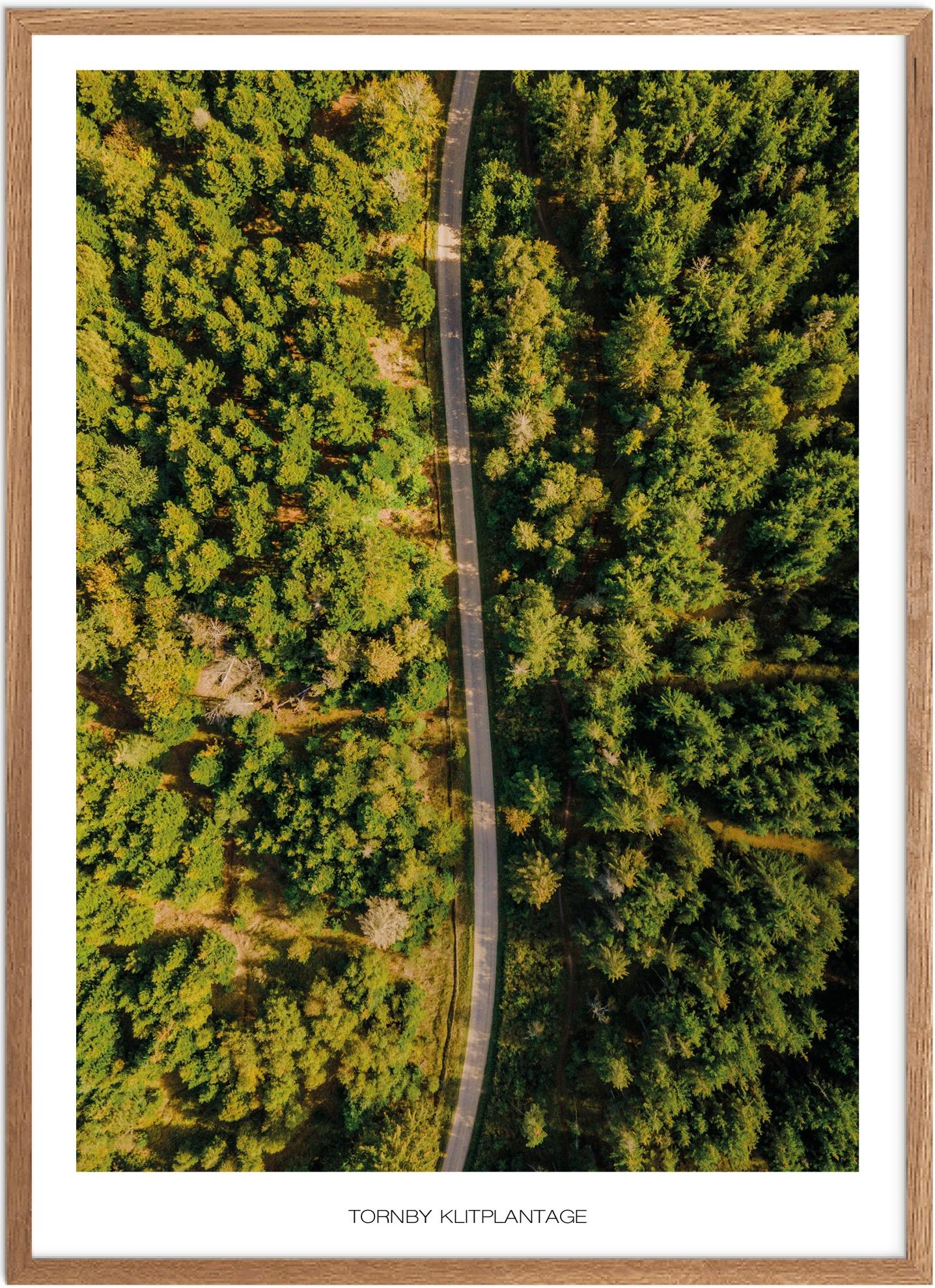 Plakat af Tornby Klitplantage | Naturmotiv fra Nordjylland