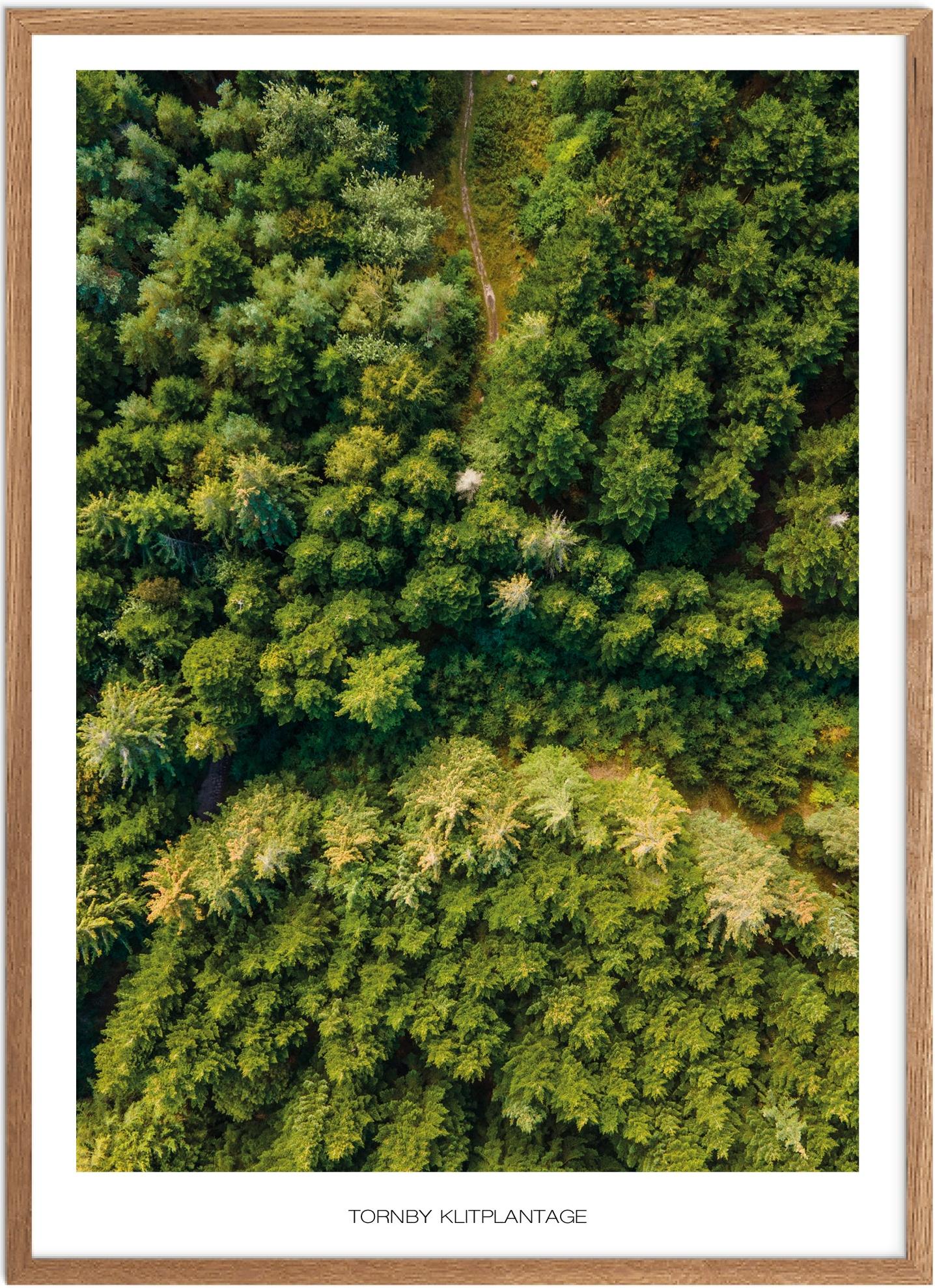 Plakat af Tornby Klitplantage | Naturplakat Nordjylland