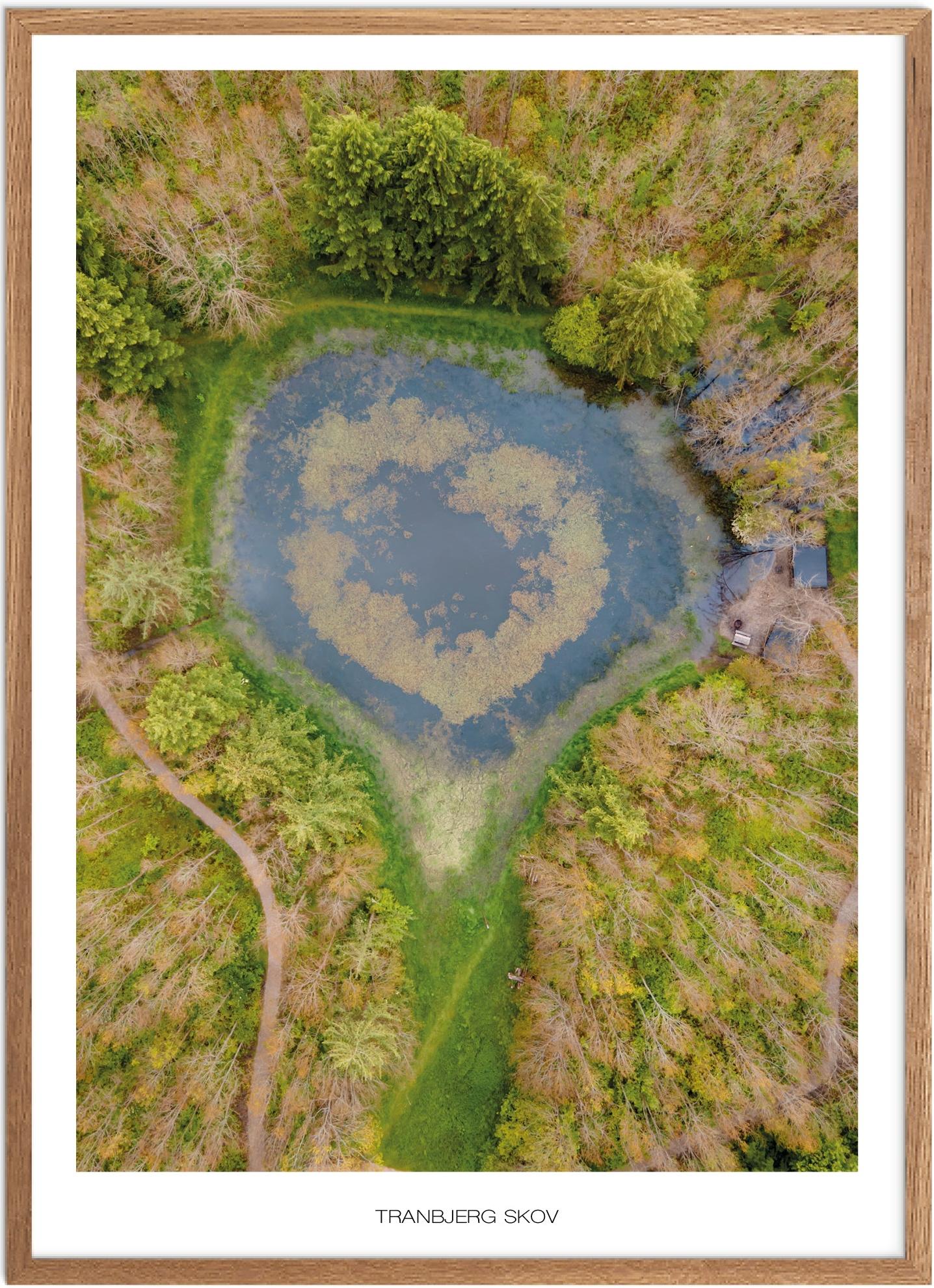 Plakat af Tranbjerg Skov | Naturplakat Østjylland