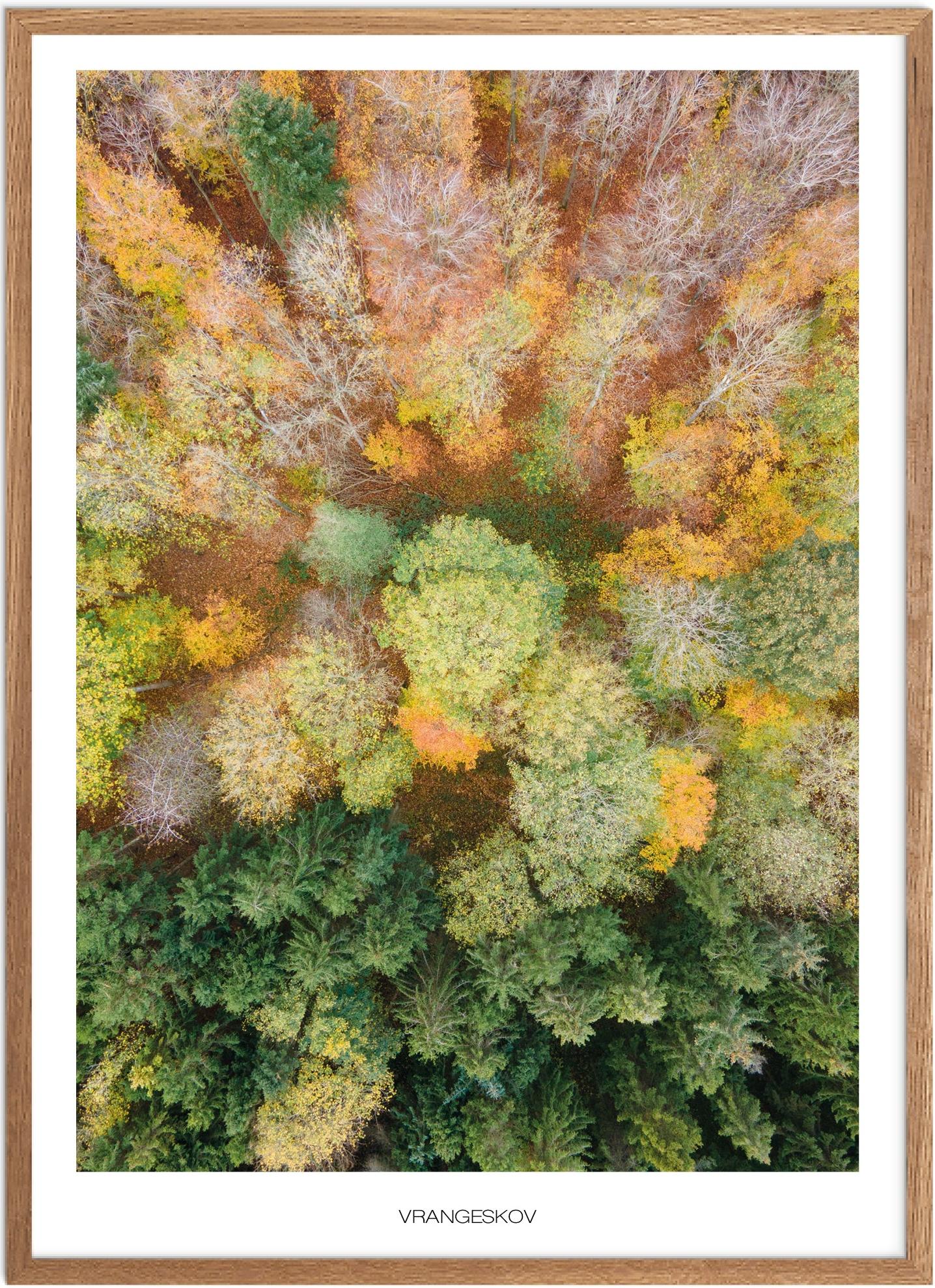 Plakat af Vrangeskov | Naturplakat med unikke træer