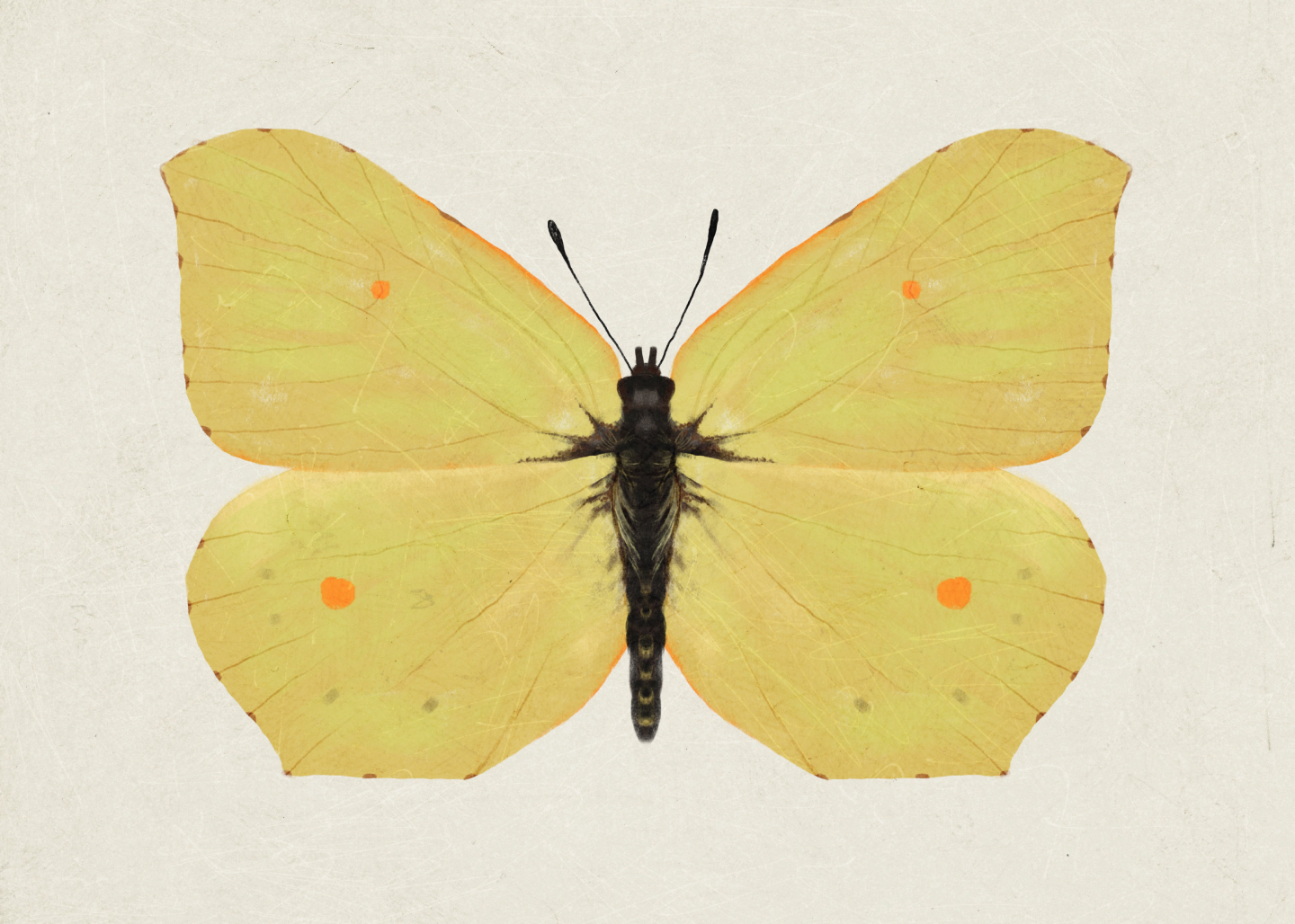 Citronsommerfugl af Maladroit