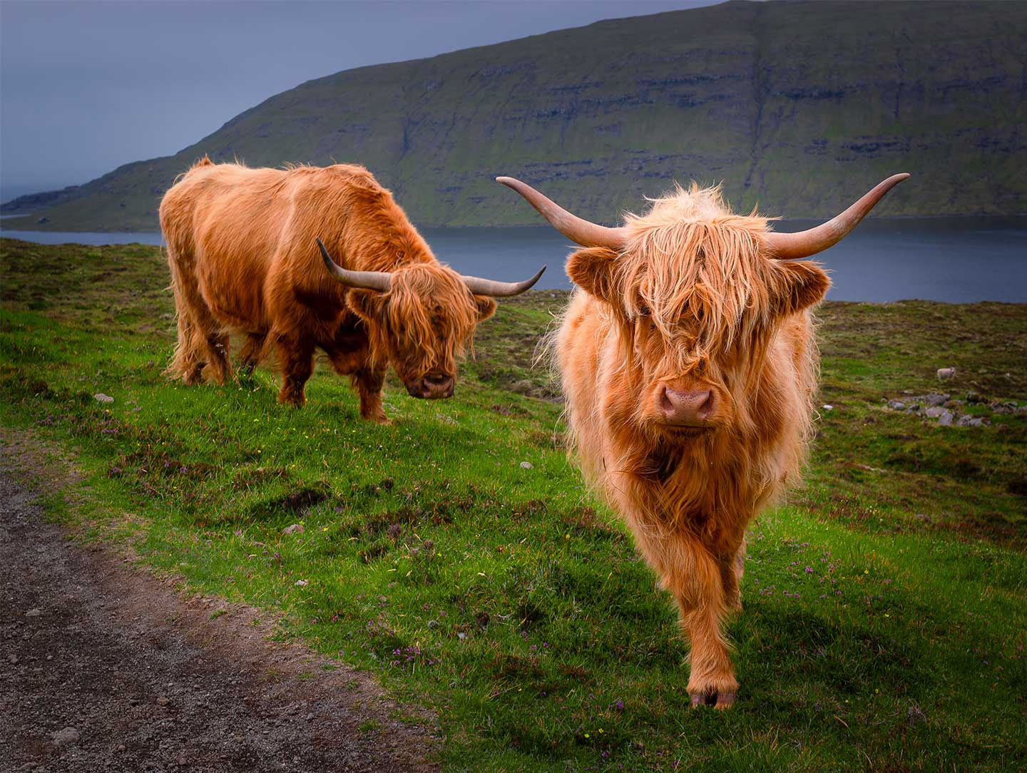 Curious cows af Rasmus Gundorff Sæderup