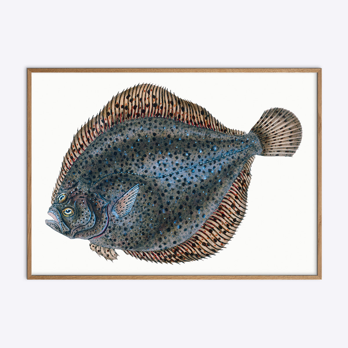 Flatfish
