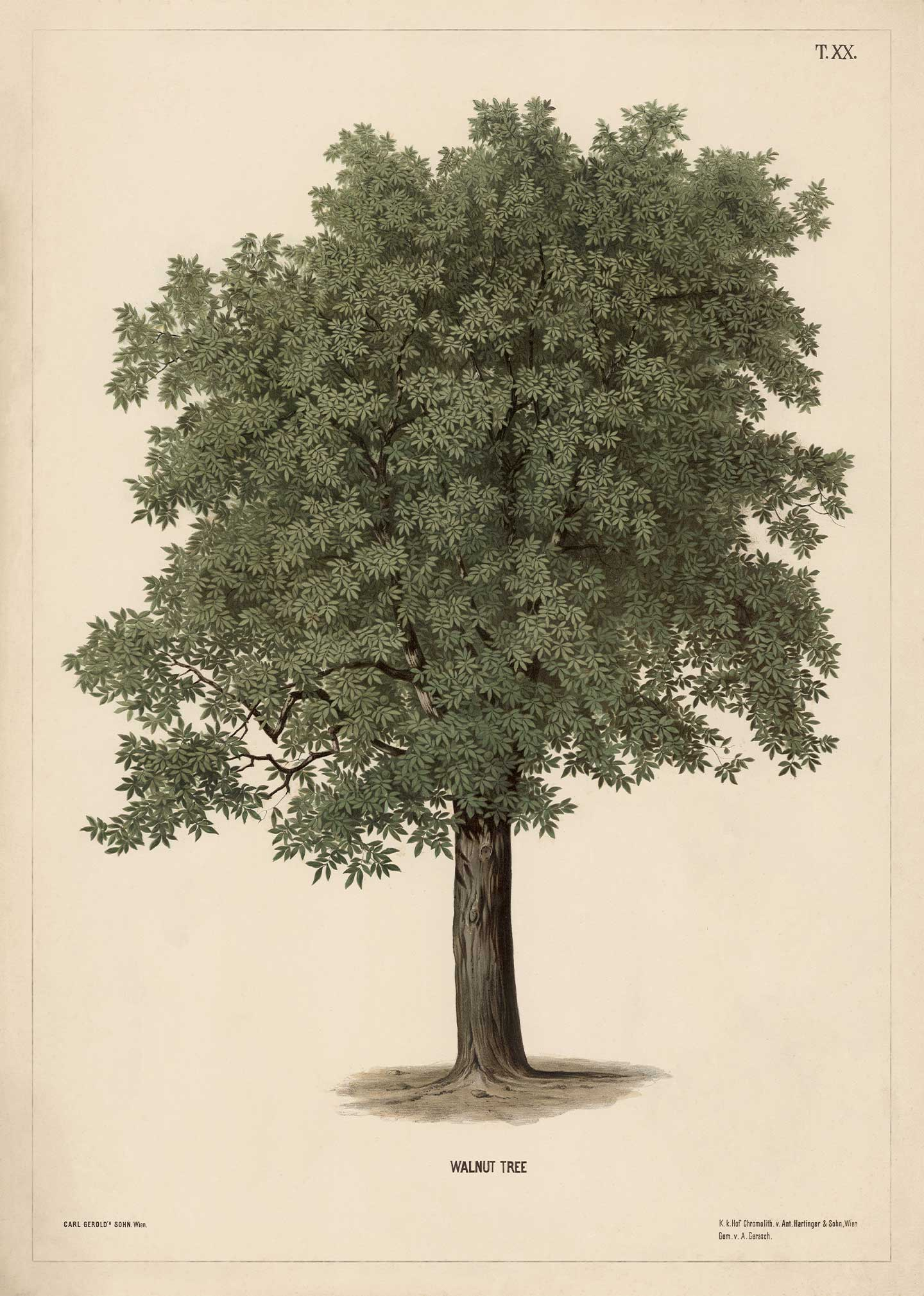 Walnut tree af Vintage Vista Designs