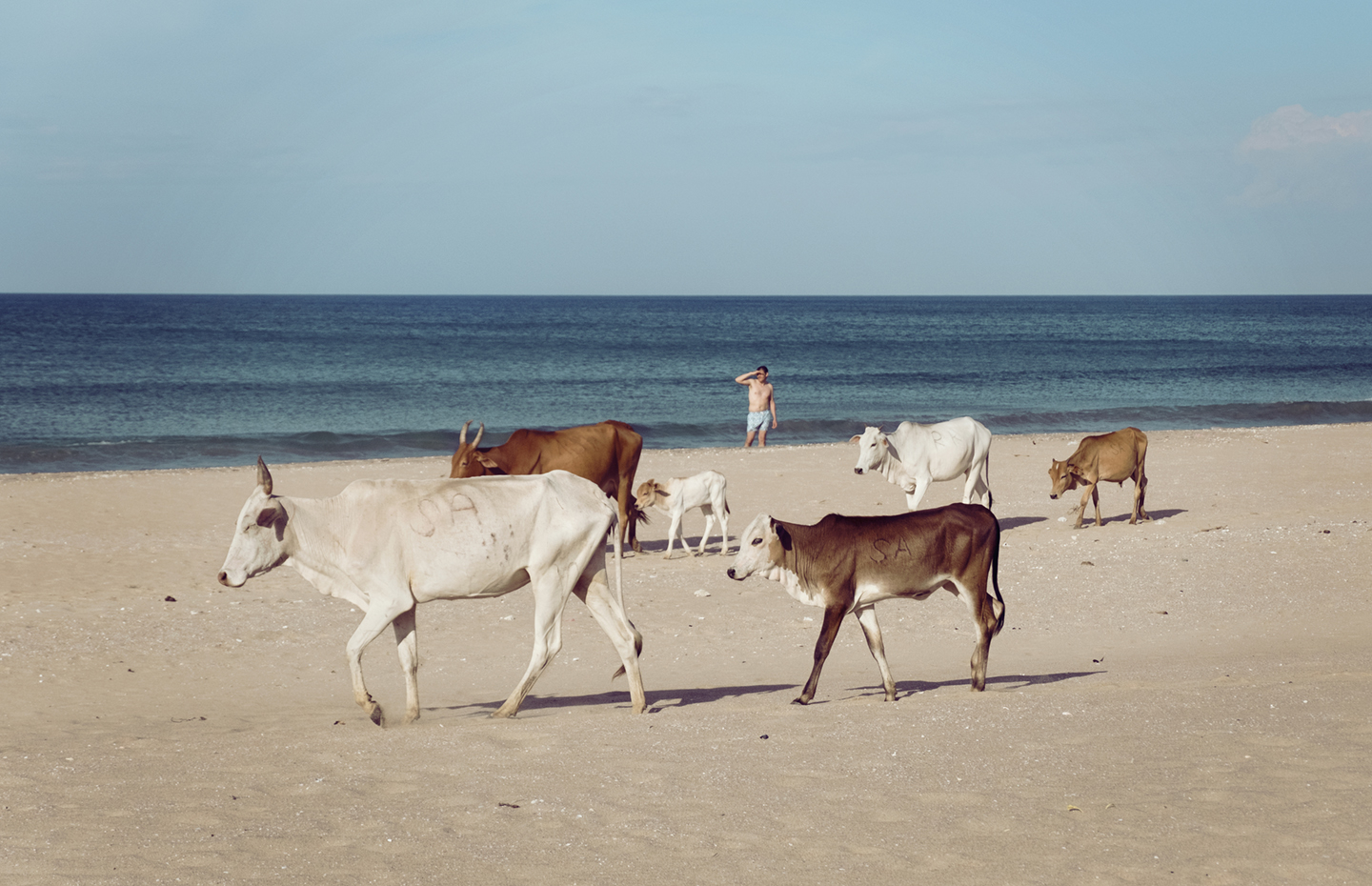 Cows at the beach af Frames