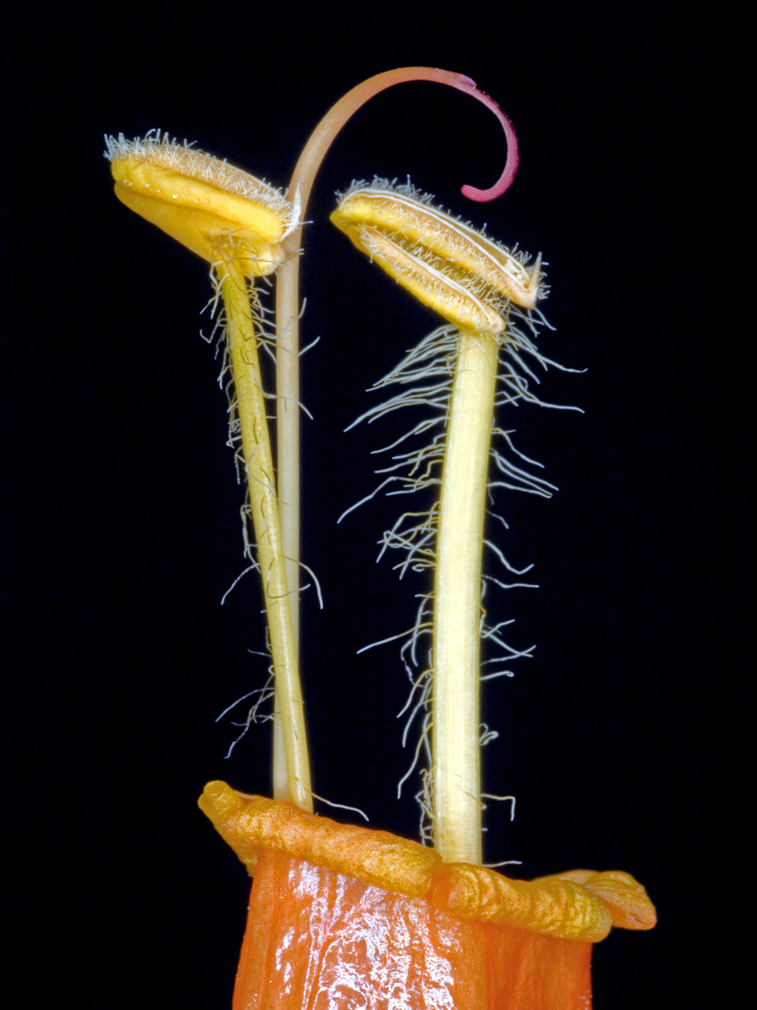 Sanchezia af Pauline Snoeijs