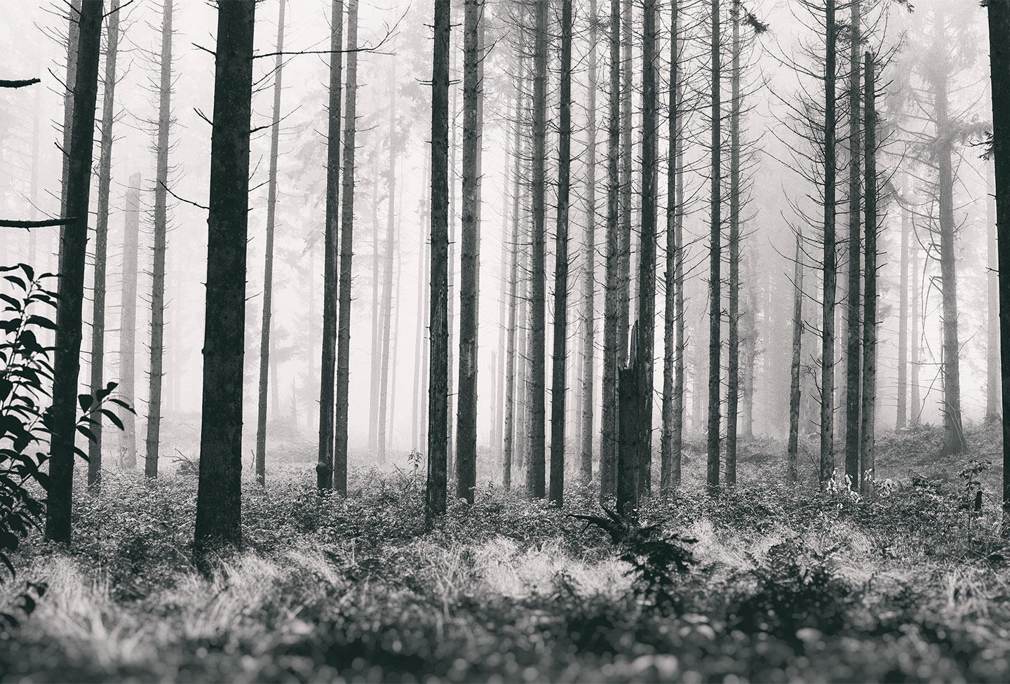 Trees2 af Henrik Hansen